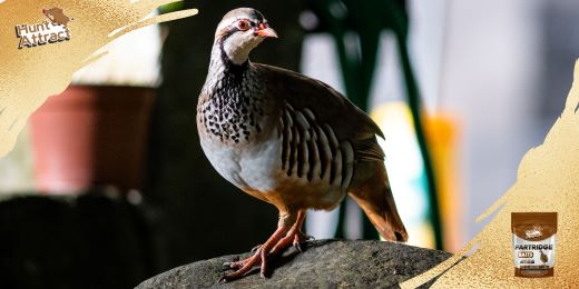 Wat zijn de beste technieken en aas om patrijzen te lokken?