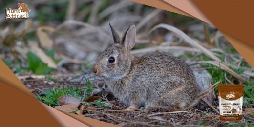 Wat zijn de belangrijkste ingrediënten van een goede konijnenlokstof?