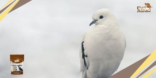 Hoe een duif lokken?