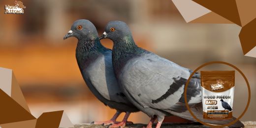 Hoe duivenlokstoffen kunnen helpen duiven aan te trekken?