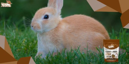 Hoe konijnenlokstof effectief te gebruiken?