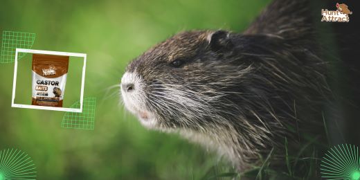 Wat zijn de voordelen van het gebruik van nutria-lokstoffen?